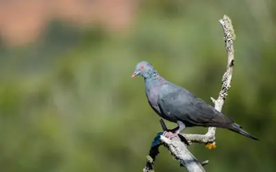 Senderismo y observación de aves