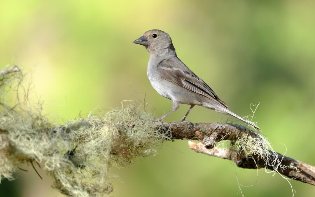 Tour de observación de aves endémicas